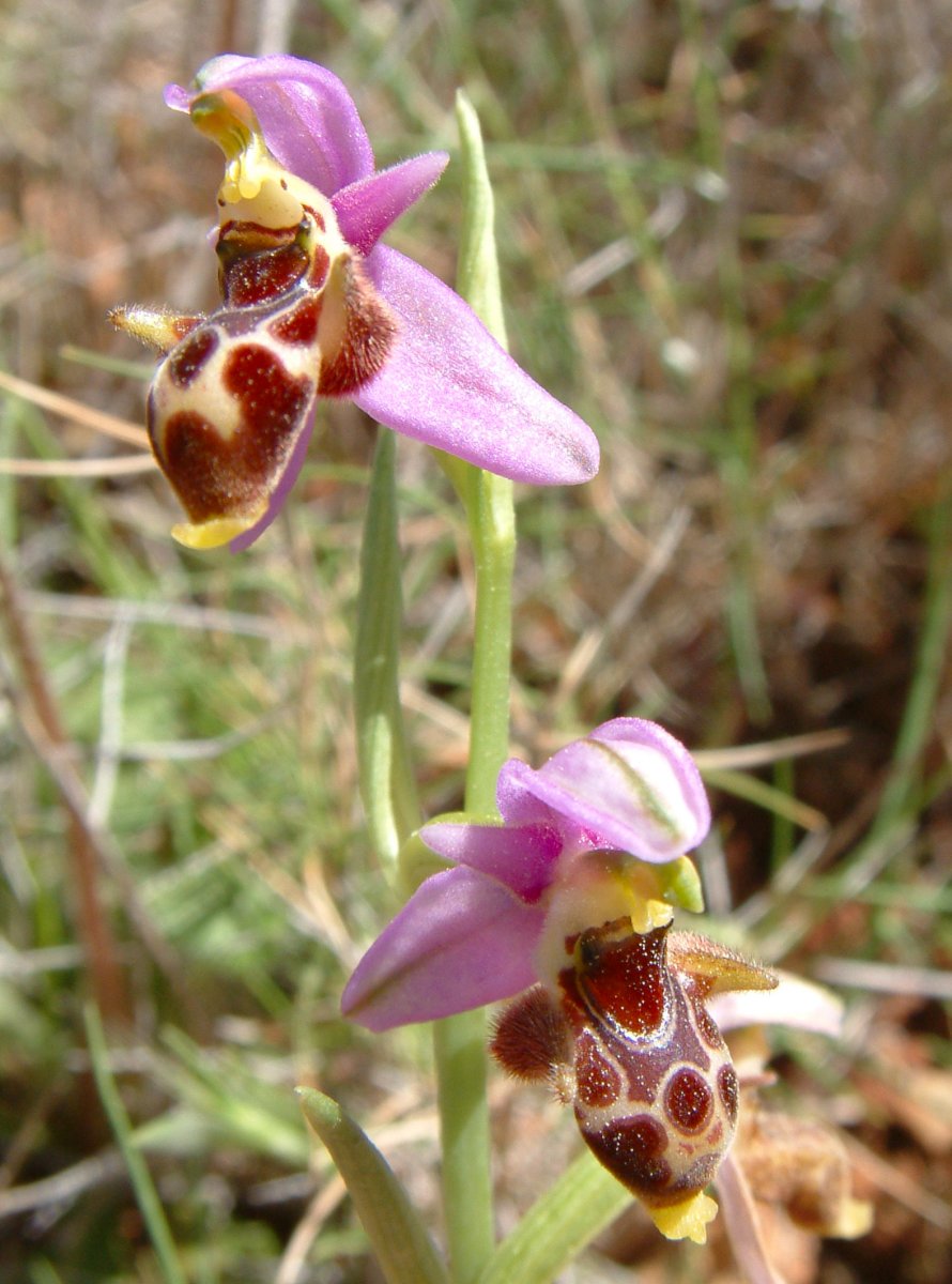 Ultime orchidee per quest''anno - Dalla Grecia con passione